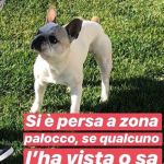 Cane_Perotti